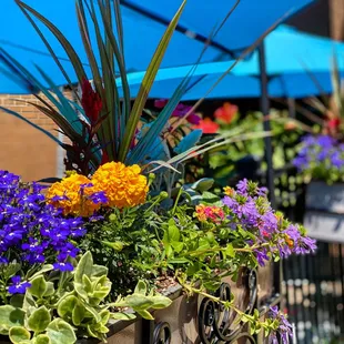 a variety of flowers in a planter