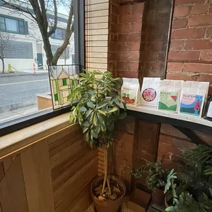 Plants by the window