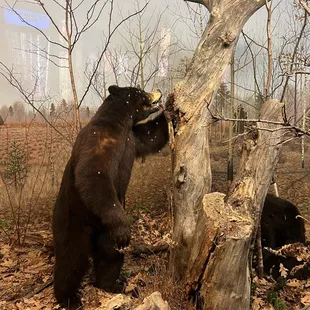 Bear with real bees (I believe).