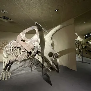Triceratops