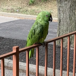 Parrot on patio