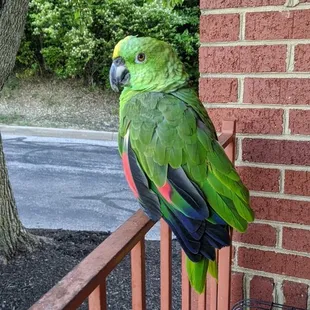 a green parrot perched on a railing