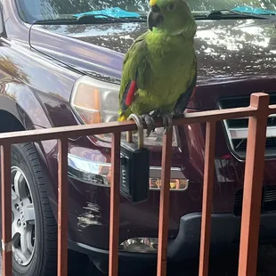 Pet parrot!