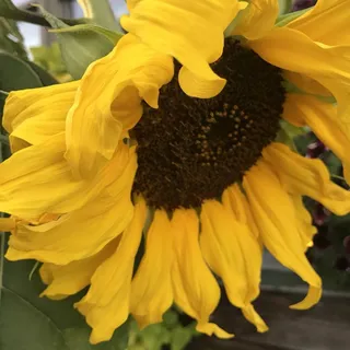 C M.