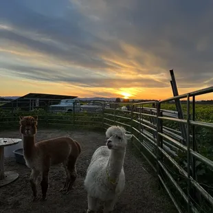 Rescue alpacas grateful for their new home