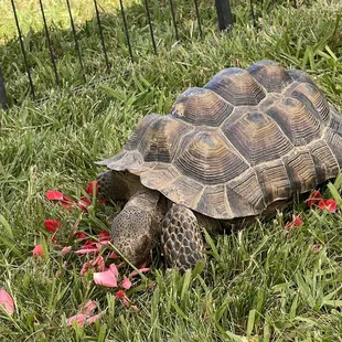 Uno loves the kids and roses