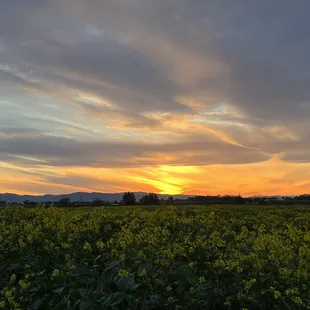 Mimi'Z petting zoo has the best sunsets