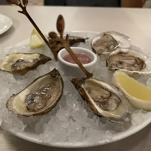 Oysters