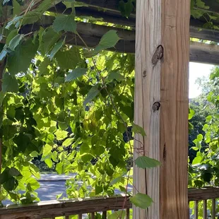 Grape Arbor