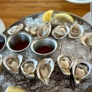 Oysters