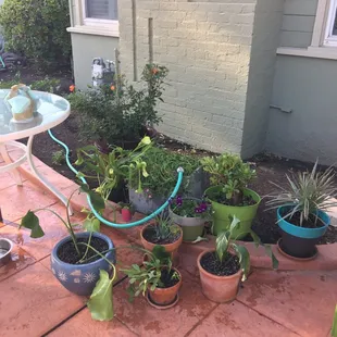 My plants made it in the truck. :)