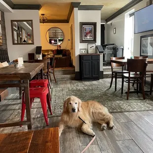 a dog laying on the floor