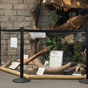 T-Rex bones