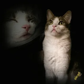 D M.