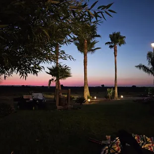 palm trees at dusk