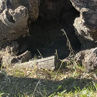Bird nesting in tree trunk!