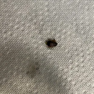 Bug found in saag paneer