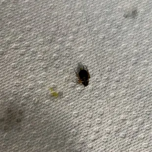 Bug found in saag paneer