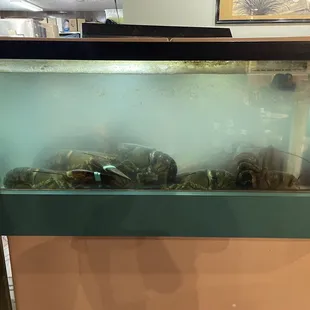 Live Lobster tank