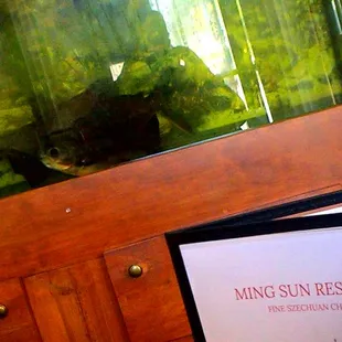 Ugly Fish  fighting while we eat Enjoyed the show Funny