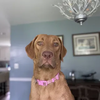 Abbie D.