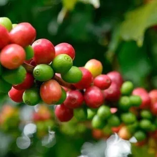 Ethiopia coffee