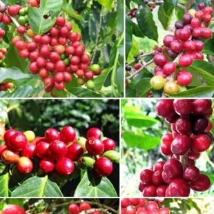 Ethiopia coffee tree