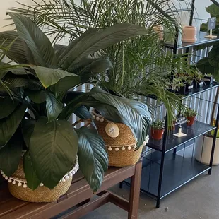 Beautiful plants available for purchase