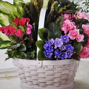 Website photo. See all the carnations?