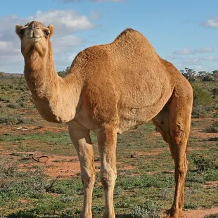 a camel standing in a field