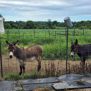 three donkeys in a fenced area
