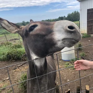 We loved Jack and he loves people! Bring him a banana and he'll gobble it up.