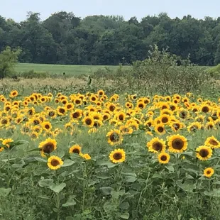Gorgeous sunflowers