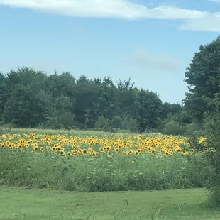 View of their sunflower acreage- just gorgeous and so enjoyable