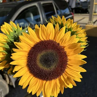 a hand holding a sunflower