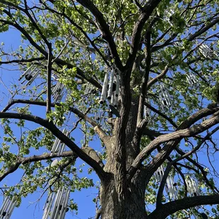 Chimes display in a tree
