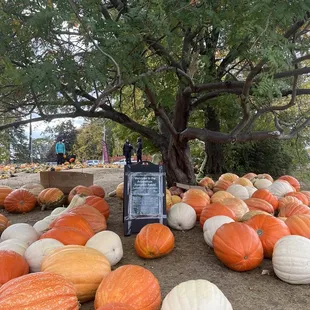 Pumpkin patch