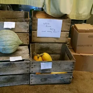 Several squash and pumpkin varieties
