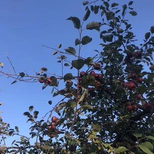 a tree full of apples