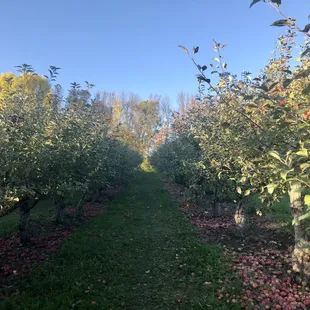 an apple orchard