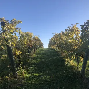 Vineyard