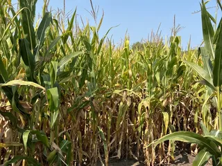 Wagner Bros Orchards