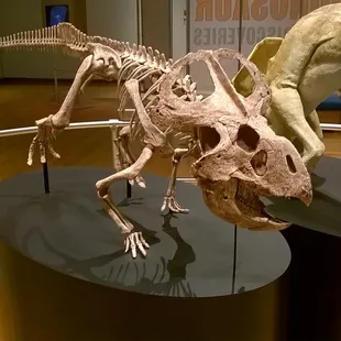 2018 Dinosaur Discovery exhibit