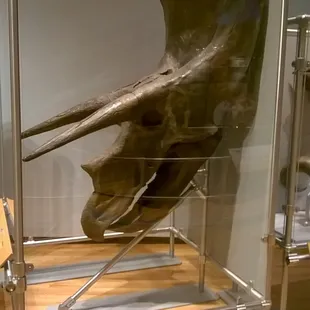 2018 Dinosaur Discovery exhibit