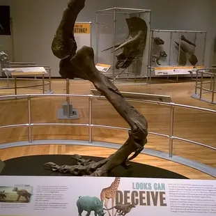 2018 Dinosaur Discovery exhibit