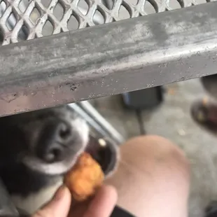 Oreo give the food four paws out of four paws