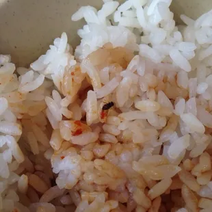 Gnat in the rice