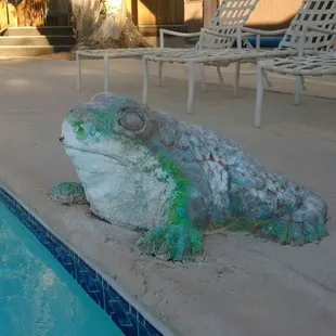 Your new friend by the pool.
