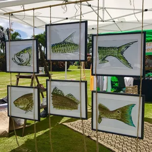 a variety of fish on display