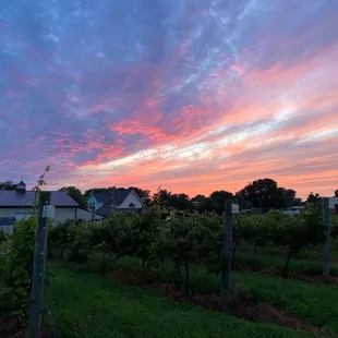 Sunset over the vineyard